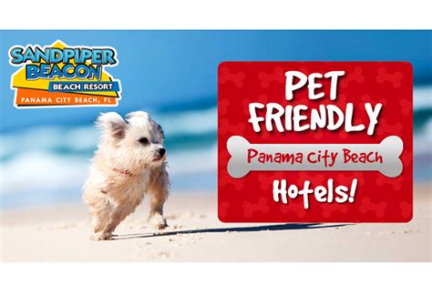 pet friendly hotels david panama.